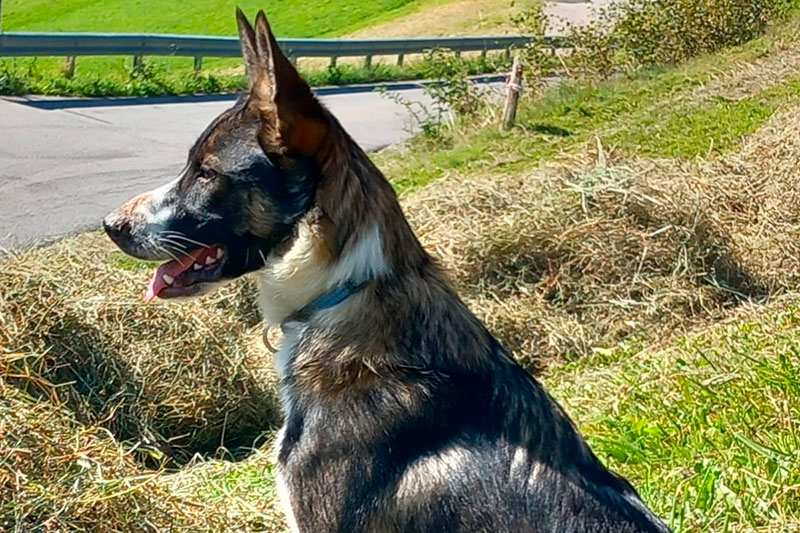 Hund am Niederhaushof