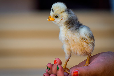 Animali nel maso Niderhaus