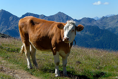 Animali nel maso Niderhaus