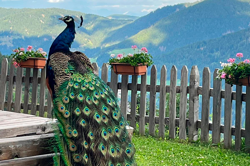Pfau am Niederhaushof