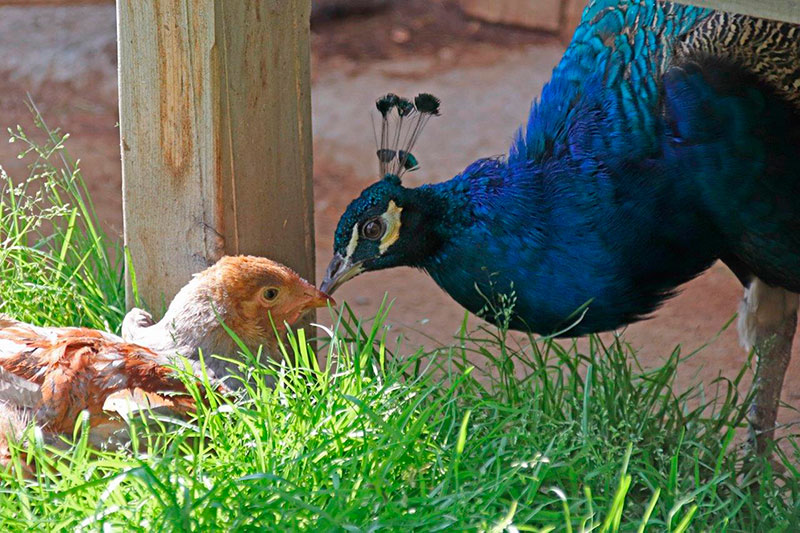 Pfau am Niederhaushof